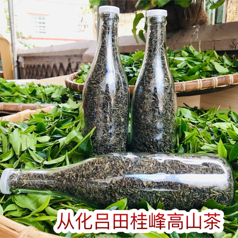 从化吕田桂峰高山茶绿茶手工茶清明茶