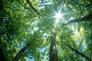 梧桐树皮 梧桐树根皮 梧桐树叶 梧桐树果 可以提供新鲜