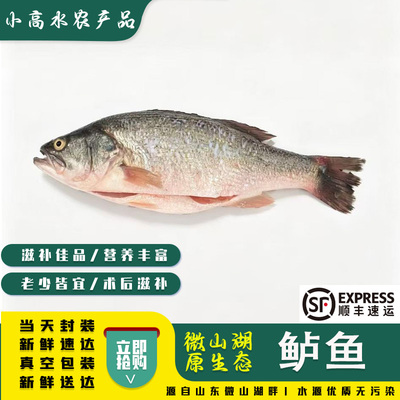 微山湖生态鲈鱼淡水鲈鱼