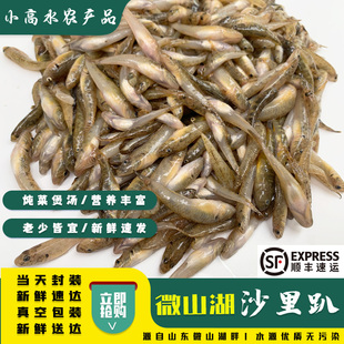微山湖清水沙里爬新鲜爬地虎速冻沙丁滋补油炸炖汤小杂鱼一斤包邮