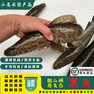 原生态黑鱼鲜活现杀新鲜乌鱼乌鳢发财鱼新鲜炖汤术后滋补顺丰包邮