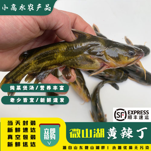 微山湖鲜活现杀黄辣丁黄骨鱼嘎鱼