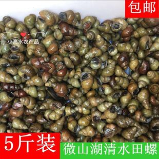 1件5斤新鲜田螺活体活 石螺包活螺蛳粉用螺螺丝肉鲜活石螺顺丰