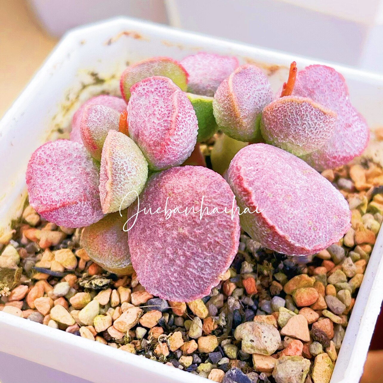 粉姬磨砂蛋水泡多肉 叶片 叶插苗 一物一拍 新品 水泡植物