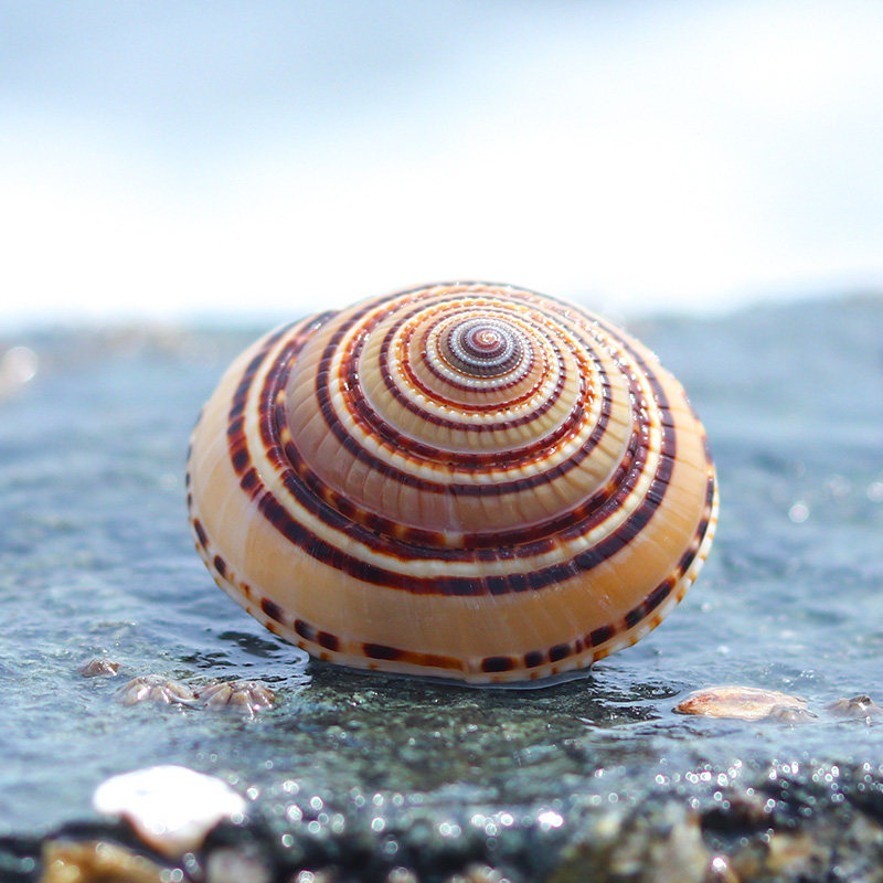 草帽螺 天然贝壳海螺手工画创意diy漂流瓶鱼缸造景摆件拍摄道具,鲜花速递/花卉仿真/绿植园艺,洒水/浇水壶,淘宝优惠券,粉丝福利购,淘宝优惠卷