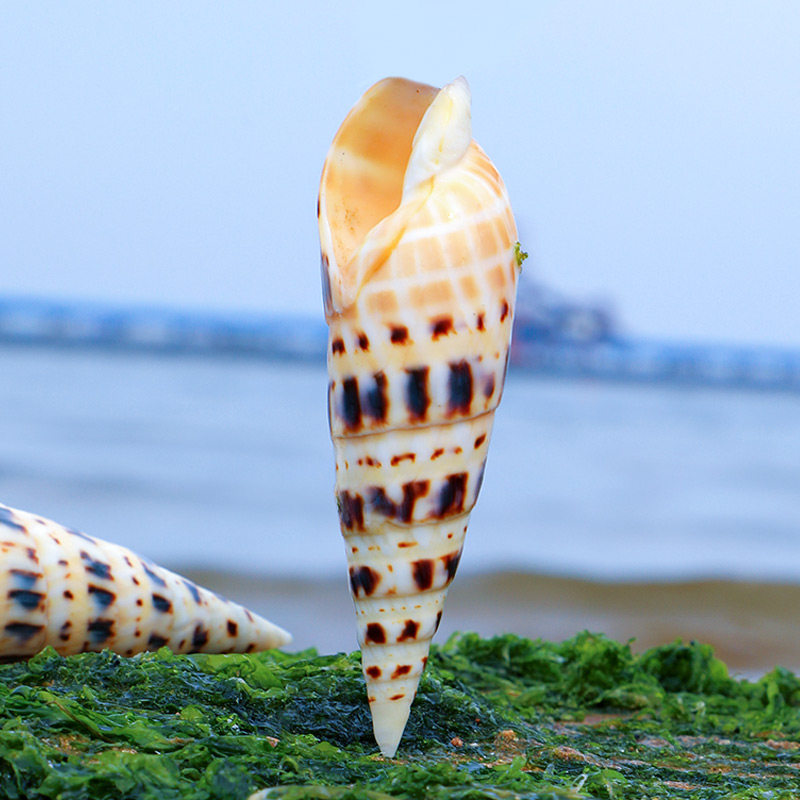 竹笋螺天然贝壳海螺笔螺水族鱼缸造景家居装饰收藏摆件进口标本螺
