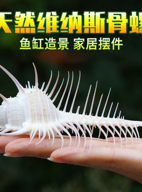 天然海螺贝壳鱼缸造景拍摄道具