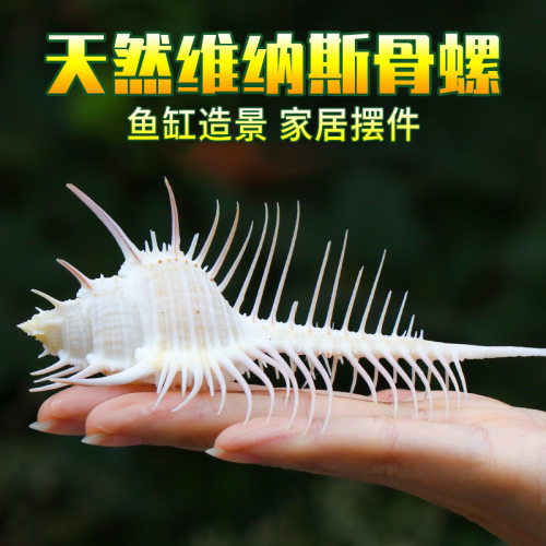 天然海螺贝壳鱼缸造景拍摄道具
