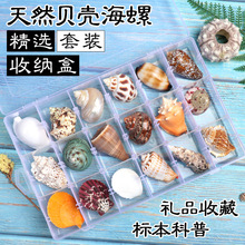 天然标本螺贝壳海螺海星礼盒海洋生物科普材料套装幼儿园儿童幼教