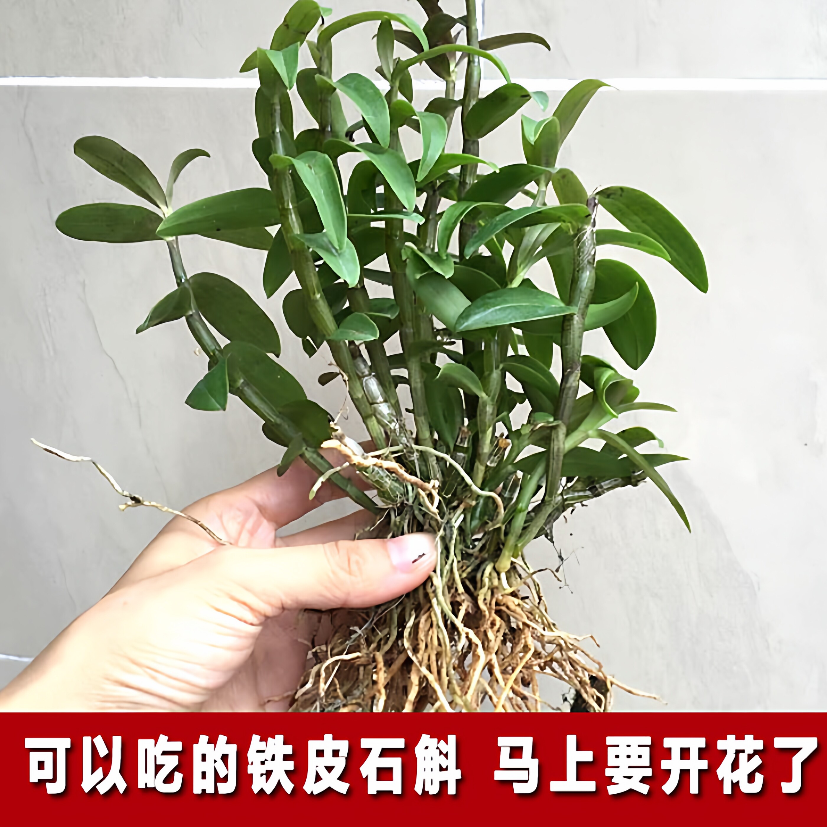 可以吃的雁荡山铁皮石斛种植苗盆栽盆景阳台小绿植