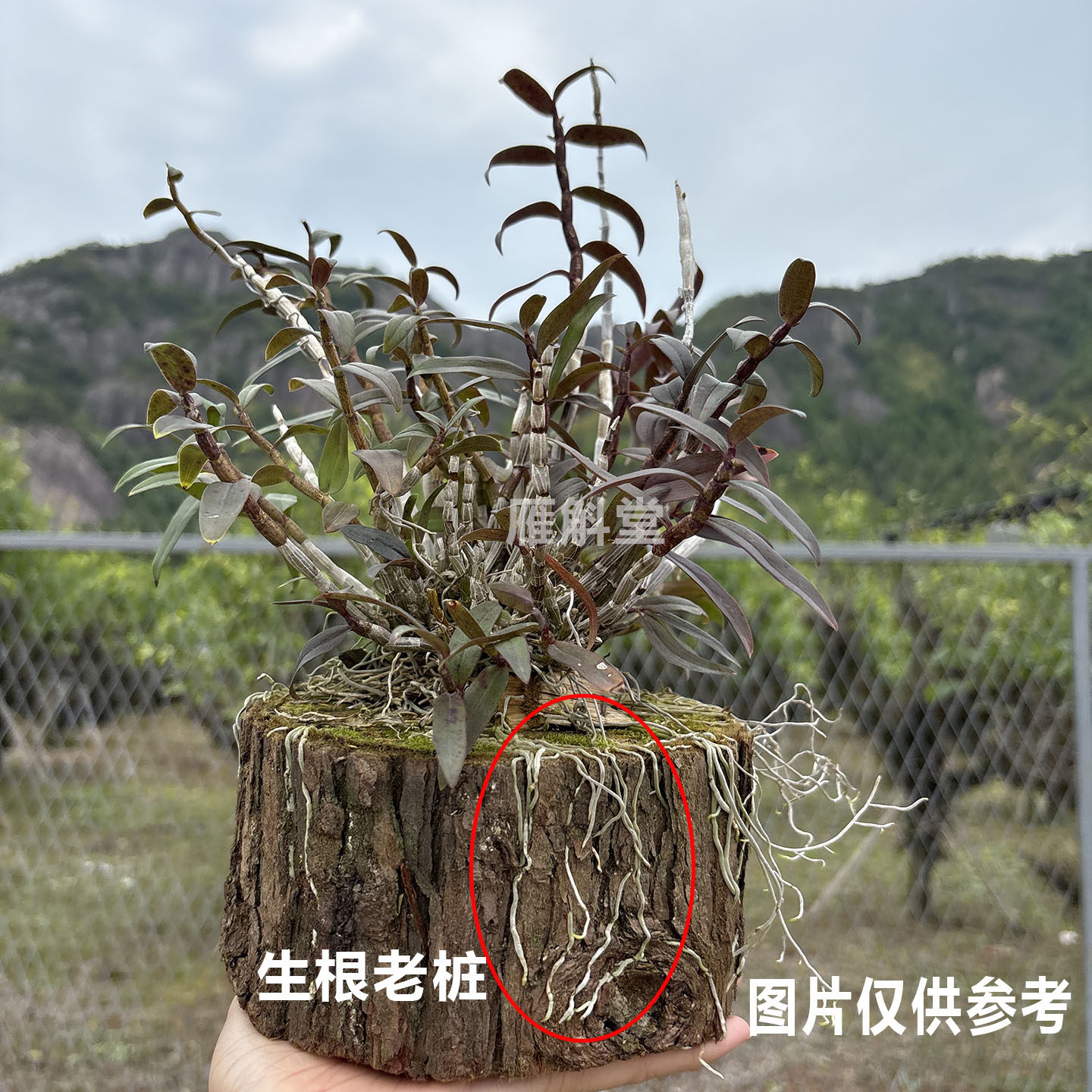已生根老桩带木头种好种活铁皮石斛苗木桩种植盆栽可食用懒人绿植