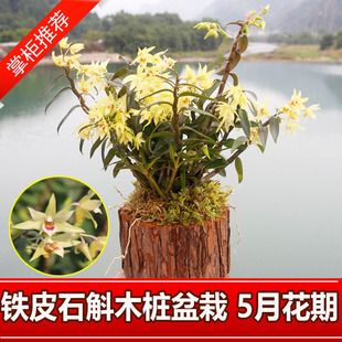 阳台庭院可食用铁皮石斛苗木桩种植苗石斛花卉石斛兰科盆栽