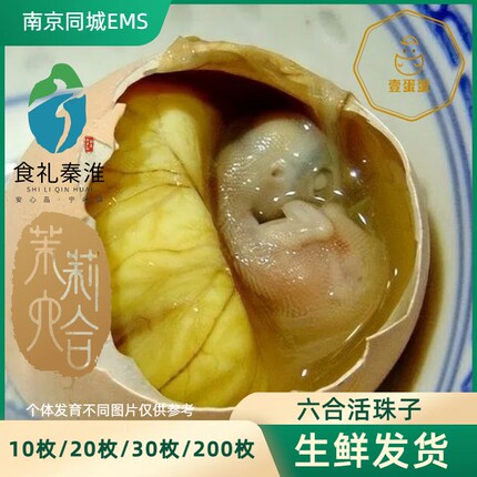 【壹蛋蛋】【南京同城】EMS南京六合活珠子鸡胚蛋凤凰蛋新鲜生的