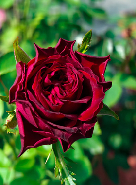 血液月季红色系中苗原盆原土发货 可以到直播间看苗