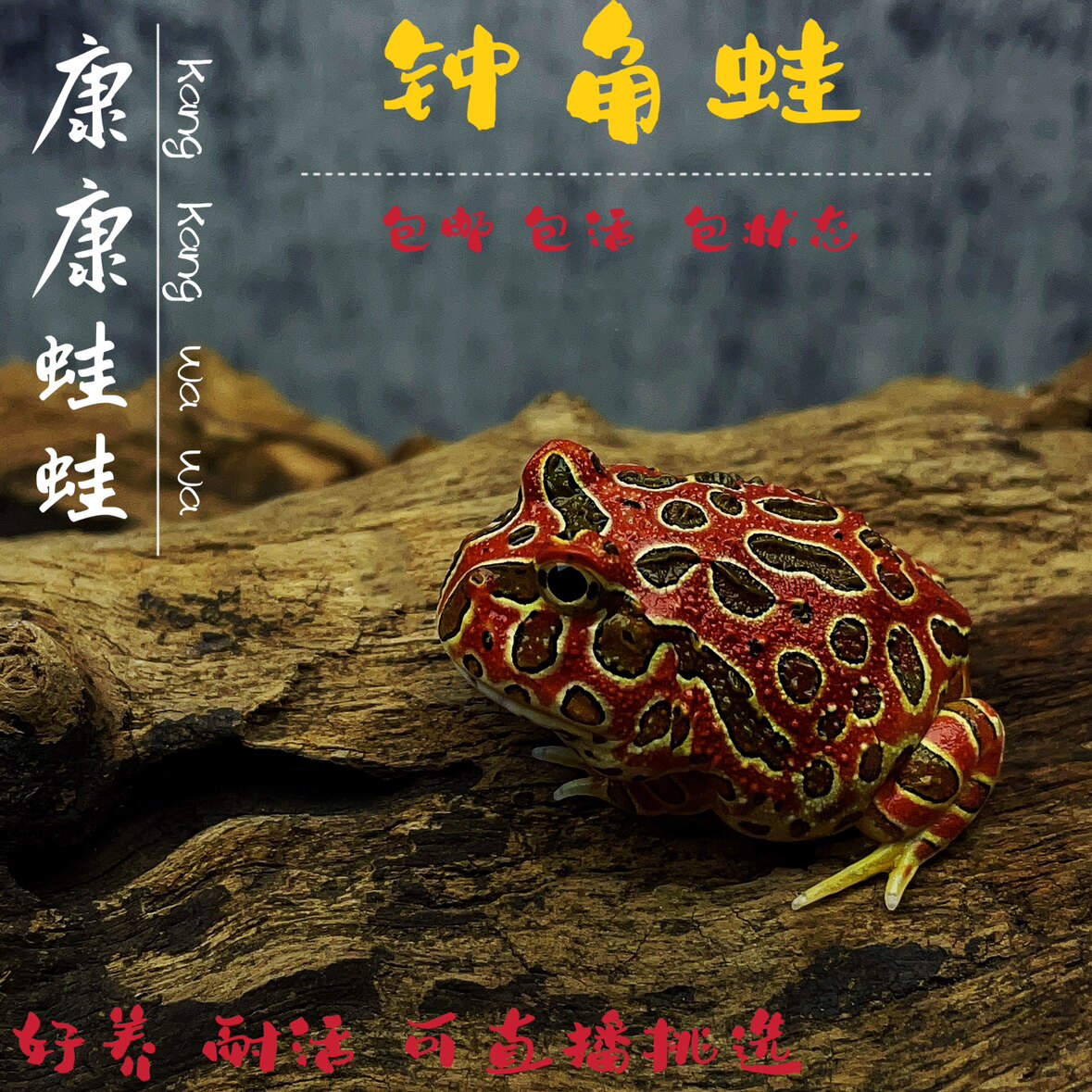 红钟角蛙霸王绿钟角蛙龙纹钟角原色蝴蝶巴西角蛙各种角蛙
