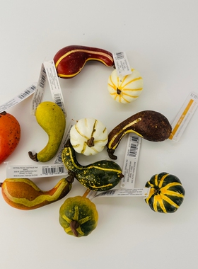 外贸仿真弯把歪南瓜模型万圣节装饰蔬菜橱柜酒店舞台园林道具摆件