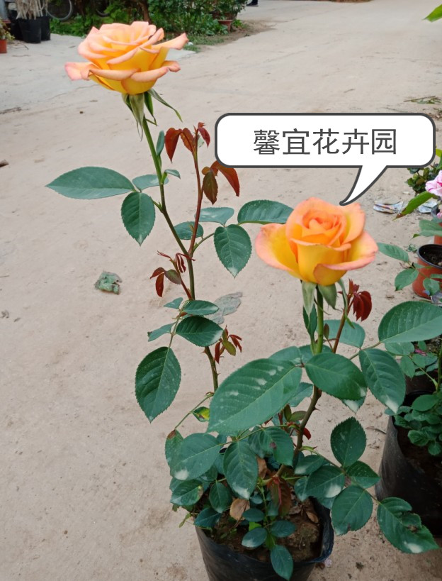 金奖章大花月季  木本灌木月季 耐寒品种月季 橙黄色大花月季