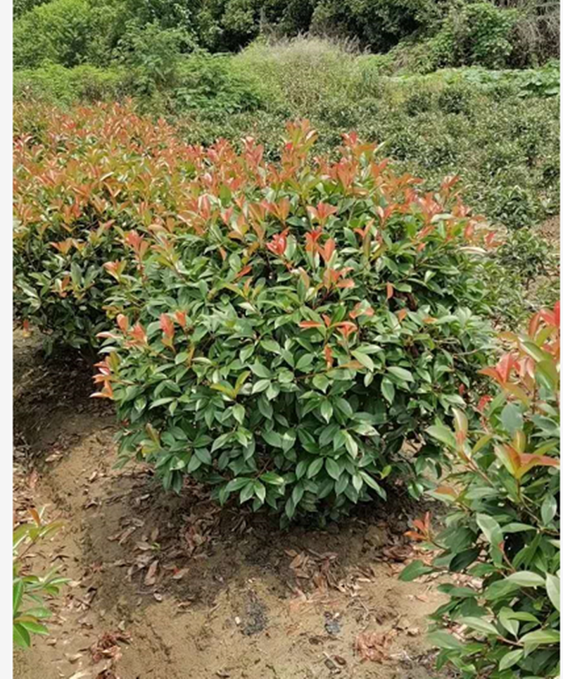 红叶石楠球,球形绿化苗,耐寒彩叶花卉红叶石楠色块植物室外