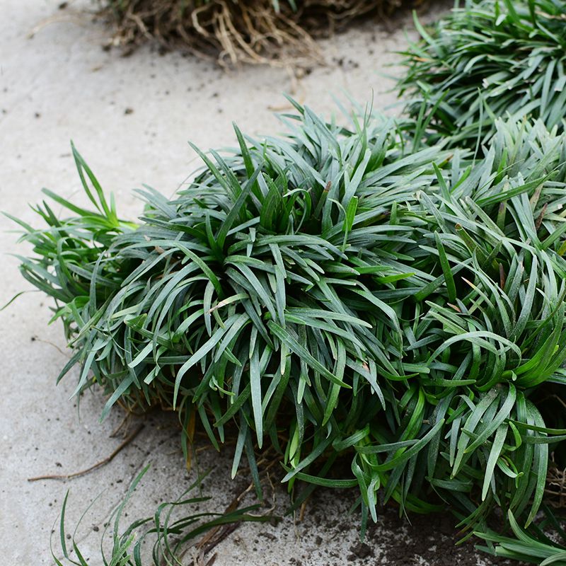 麦冬草玉龙草 矮生麦冬草 花园庭院绿化植物 地被草坪 常绿植物