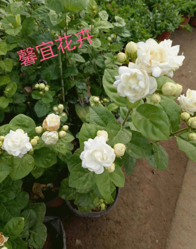 庭院盆栽植物双色香水茉莉花苗