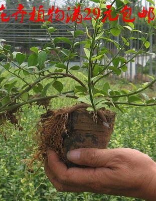 四季常青两年生攀援植物