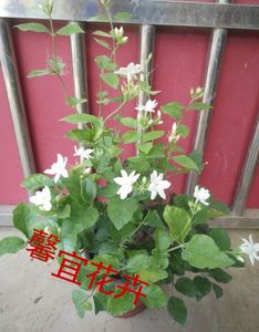 单瓣笔尖茉莉花带土球发货室内室外有氧四季盆栽绿植花卉盆景包邮