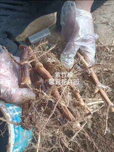 紫竹根，青竹根，毛竹根，金镶玉竹竹根，罗汉竹根，龟甲竹根苗