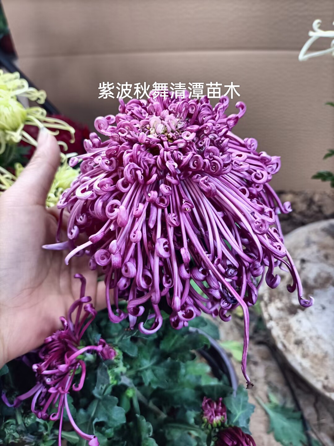 大花九月菊品种丝菊盆栽,国庆菊花苗,开龙茜宫,貂蝉拜月小苗