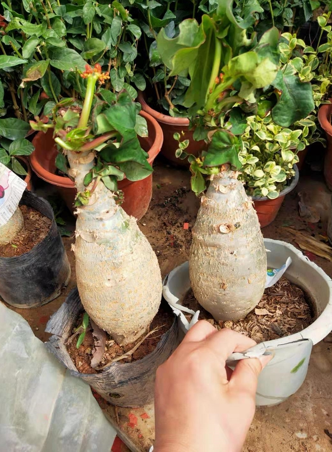 大肚海棠植物,佛肚海棠花盆栽四季开花好养植物7-10公分肚子粗