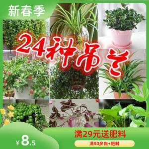花卉植物盆栽阳台垂吊挂价格 花卉植物盆栽阳台垂吊挂图片 星期三