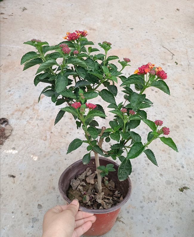 五色梅盆栽耐热耐晒阳台庭院花园开花植物五色梅棒棒糖四季花卉