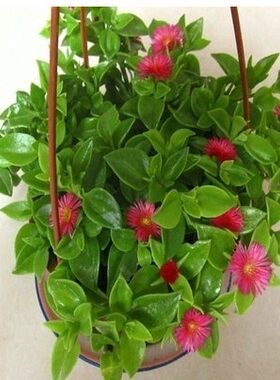 牡丹吊兰盆栽 净化空气植物食用穿心莲龙吐珠吊兰客厅绿植