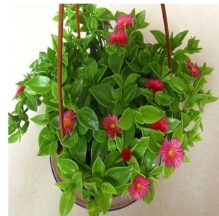 牡丹吊兰盆栽 净化空气植物食用穿心莲龙吐珠吊兰客厅绿植