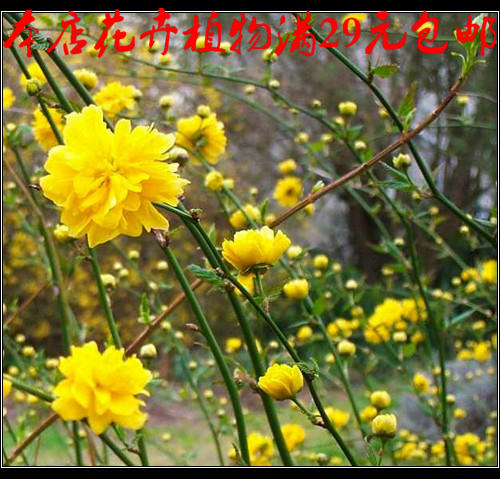 爬藤攀缘美丽重瓣耐寒可地栽棣棠