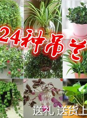 客厅悬挂室外垂吊盆栽花卉 常春藤牡丹吊兰室内植物阳台 散光绿植