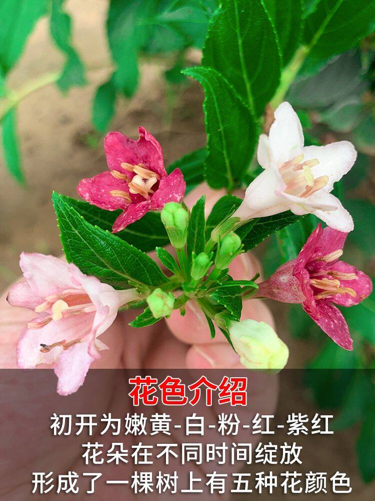 五彩锦带盆栽树苗，耐寒耐热植物，花期长，花色不断变化非常漂亮