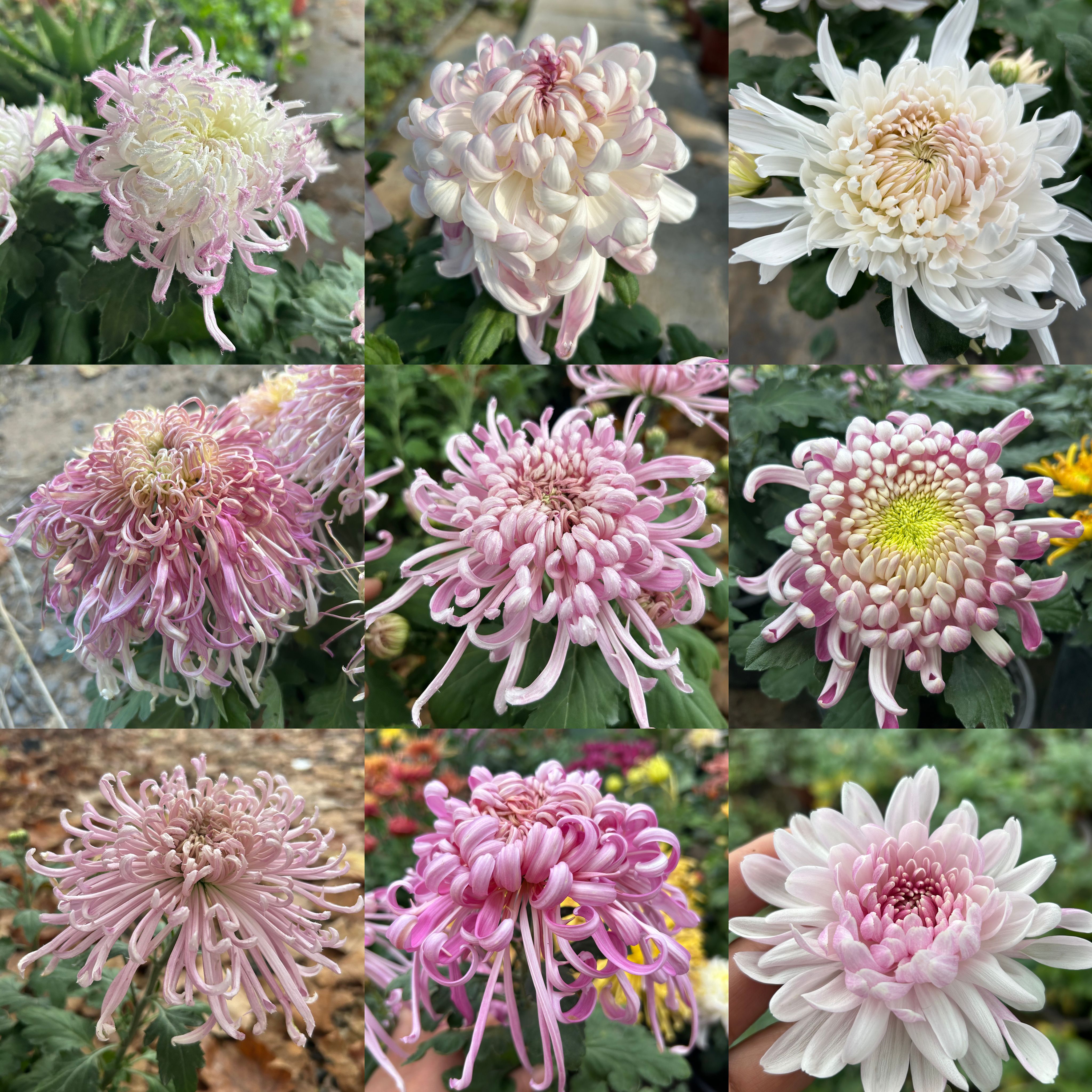 九月菊大菊花，大花丝菊鹅毛粉黛菊花大苗盆栽植物，国庆菊花