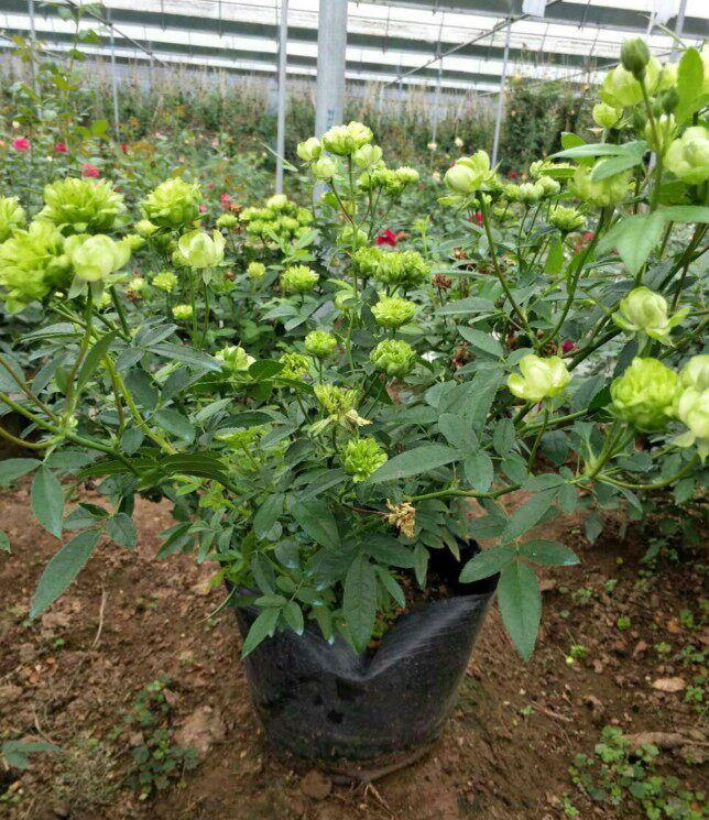 月季花苗盆栽植物  多头多花绿色月季品种 微型切花月季