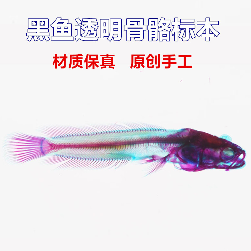新款透明骨骼标本鱼类黑鱼双重染色摆件礼物纯手工男女精品