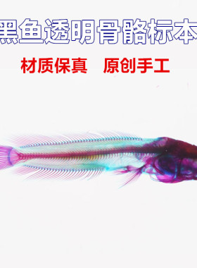 透明摆件礼物纯手工骨骼标本