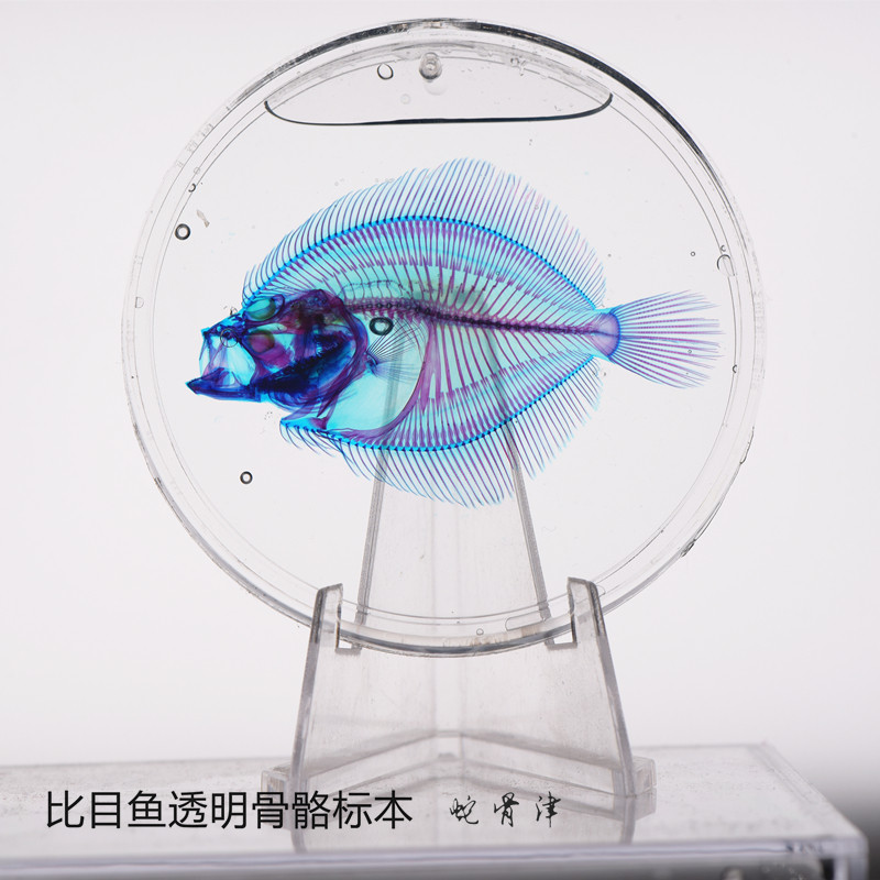 比目鱼透明骨骼标本大菱鲆新款染色海洋动物鱼类摆件礼物带支架