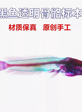 透明摆件礼物纯手工骨骼标本