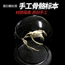 头骨养殖五步尖吻手工真骨骼标本蛋白酶模型摆件玻璃礼物带盒支架