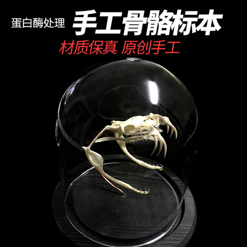 蛇类头部骨骼标本模型礼物摆件