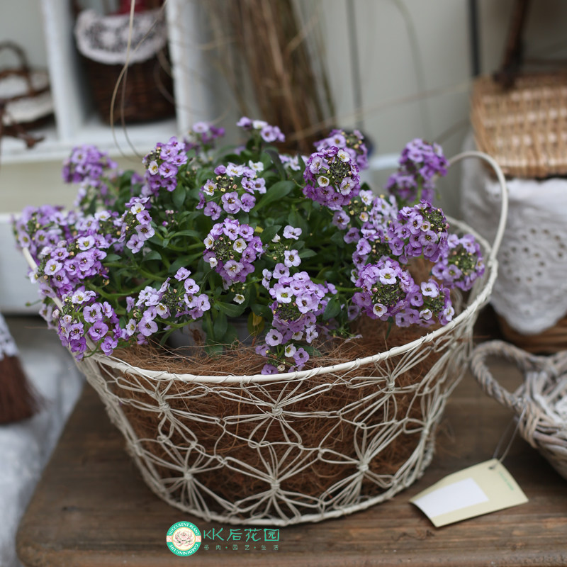 白色铁线编织双儿收纳篮收纳筐杂货铁艺杂货ZAKKA美式乡村水果筐,家居饰品,其他花器,淘宝优惠券,粉丝福利购,淘宝优惠卷