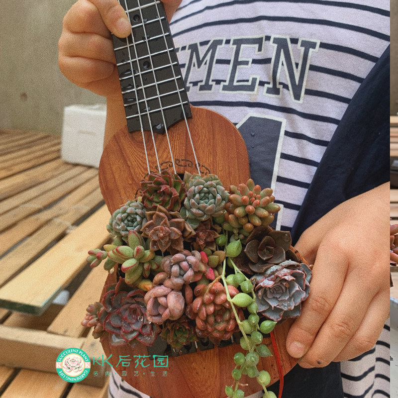 창작기타 화분 비파 다육화분 물흡수석분지 산수화분 소품 마이크로풍경 창작토양분지