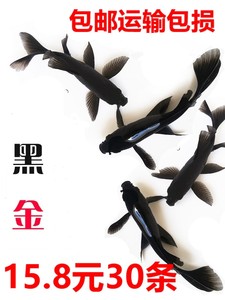 金鱼活鱼风水锦鲤鱼冷水观赏鱼苗