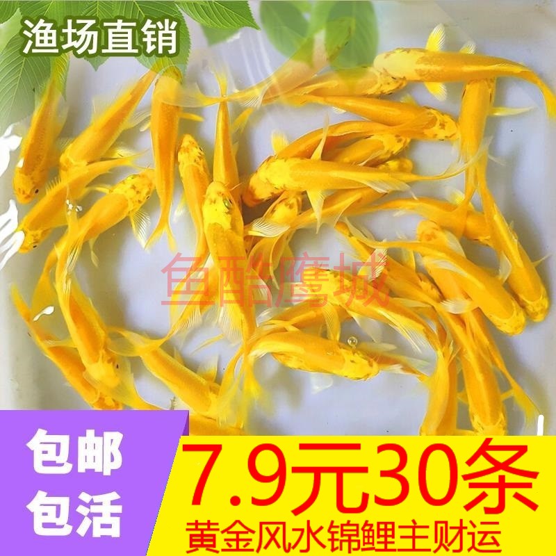 小锦鲤鱼苗小鱼活冷水观赏鱼苗金鱼活体小型淡水鱼风水鱼缸热带鱼