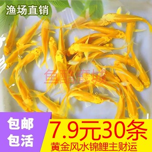 小型风水锦鲤鱼活冷水观赏鱼金鱼