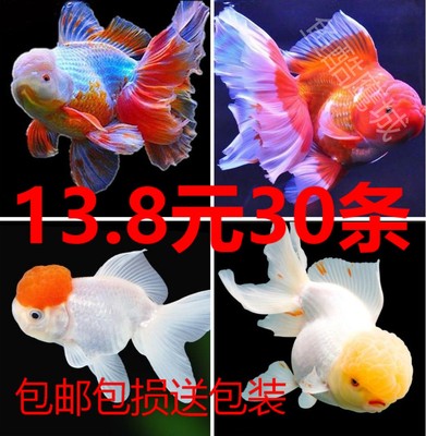 小金鱼活冷水观赏鱼风水鱼锦鲤鱼